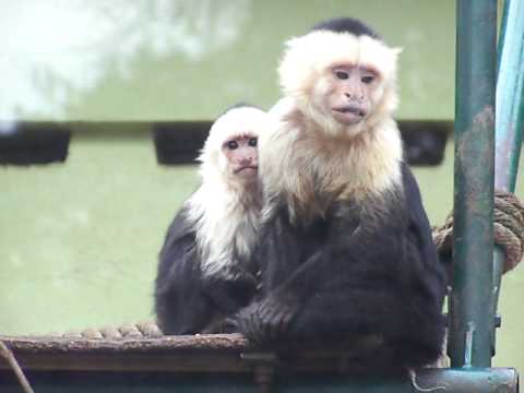 Bebe Singe En 10 Secondes Chrono Youtube