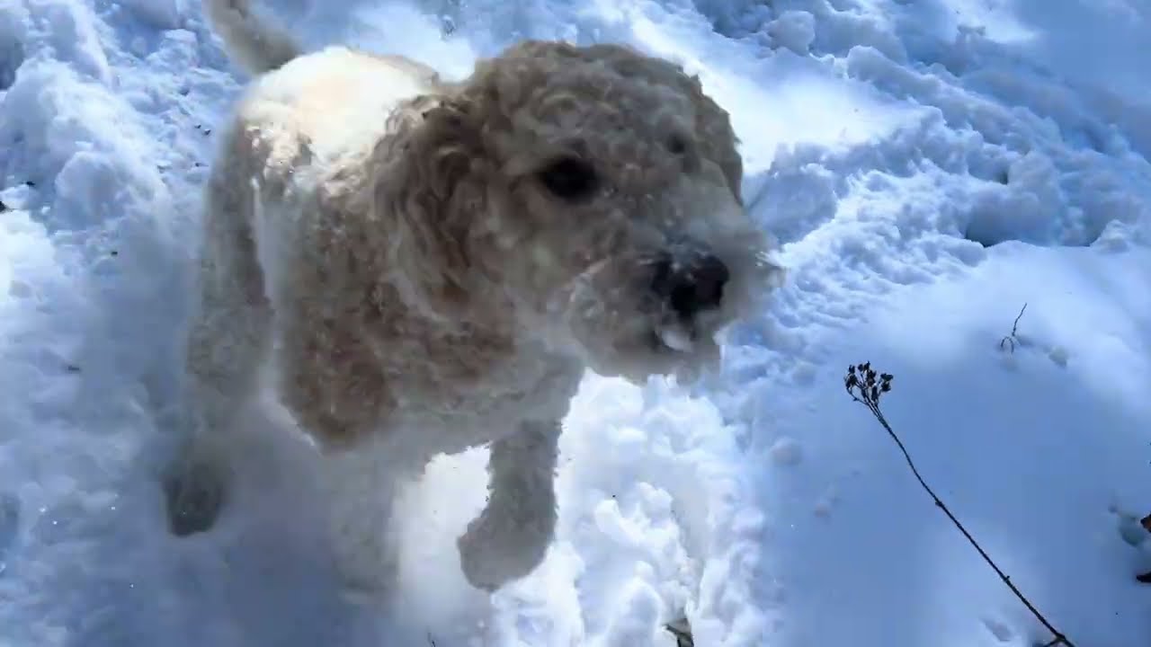 Snow Day Checking the Mail 