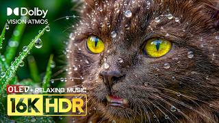 Insane OLED HDR Clarity | 16K Dolby Vision 120fps Nature Animals (8K/4K ULTRA HD TV) Relaxing Music