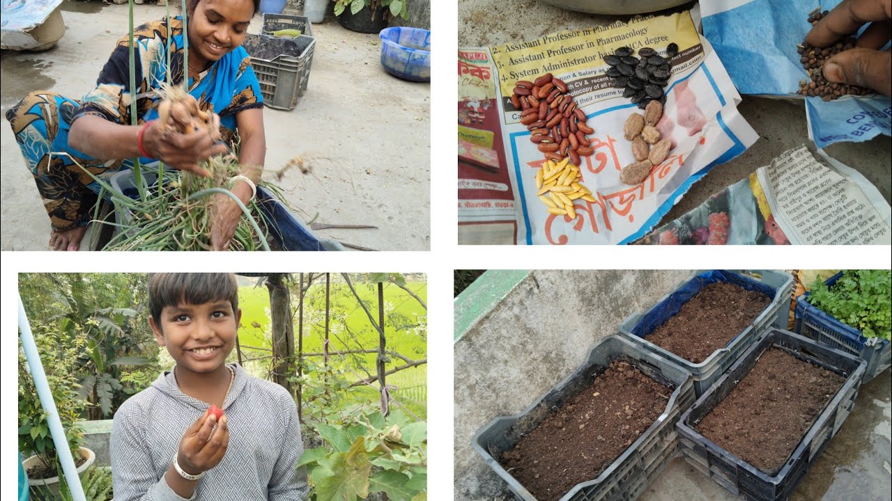 ফলের ক্যারেটে লাগানো হল কিছু শাক আর শশাঁ বীচ ।