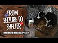 Horse Shelter Heroes S5E9 - From Seizure to Shelter!