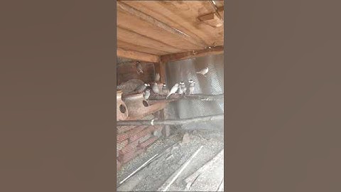 mashallah my beautiful Java Sparrow colony 💯 my YouTube channel 😍#subscribe #video # like#parrot 🐦🐥🥚