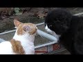 Angry Cats Arguing Compilation Video | 4K