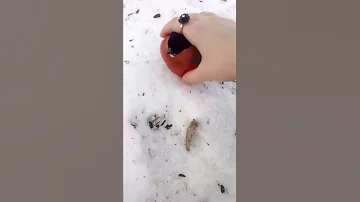 Я и пьяный снегирь 16 02 2018