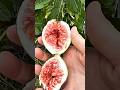 Anjeer Fruit: Sweet Taste, Powerful Health Benefits 🍃#shorts #plants #farming