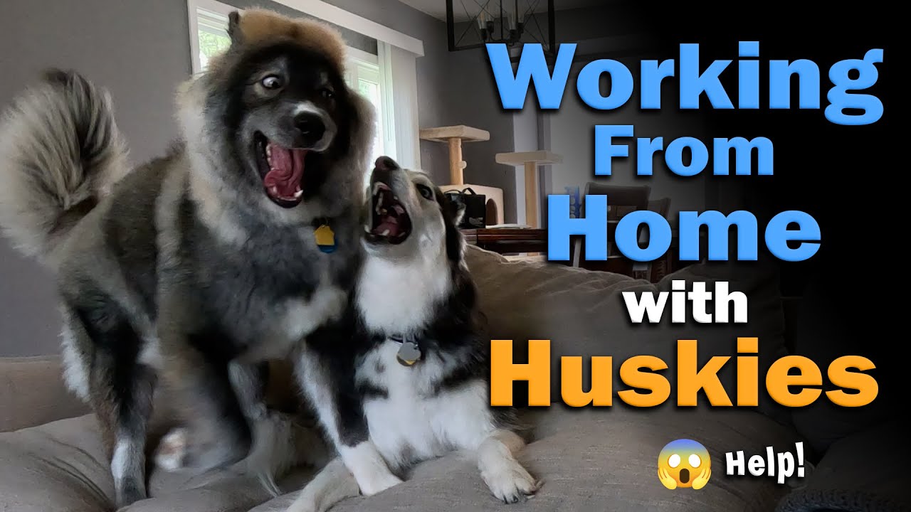 Trying to Work From Home When You Have Two Huskies... Help! They Won't Stop! 😱