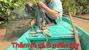170 | Đặt lợp rắn mối và thăm lú cá | fishing 