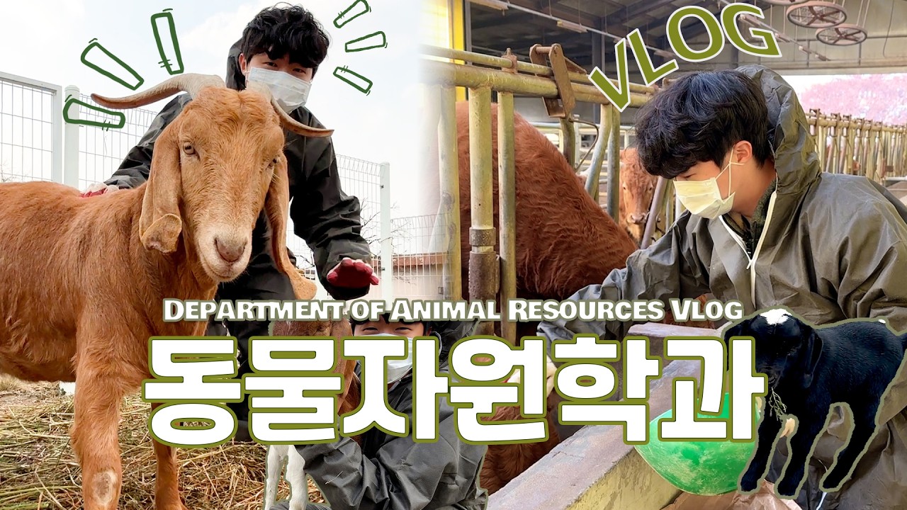 대학교 캠퍼스에서 소 여물 주는 학과🐂🐐 동물자원학과의 힐링 브이로그🌿 | 소 밥  | 염소 산책 | vlog | DU이로그 39화 | 대구대학교