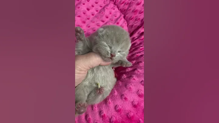Video 747501: british shorthair baby, lilac british