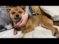 柴犬いちご、飼い主をもみくちゃにする