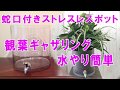 観葉植物のプランツギャザリング蛇口がついているガラスの器で水やり簡単【ストレスレスポット】
