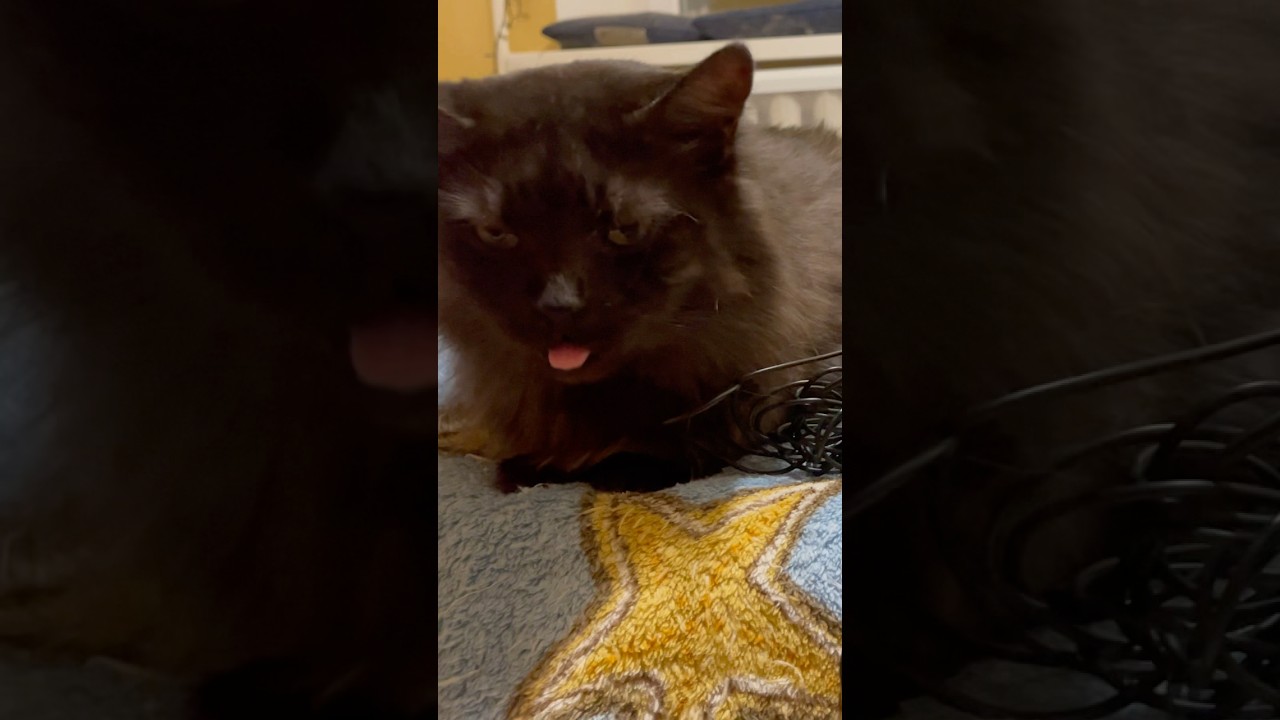 Cute Cat purr. Sweet Cat purring for relaxation and deep sleep. Sweet Cat purr for you. Cat Purr 😺