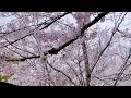 #sakura #shortsfeed #spring #park #shortvideo #shorts