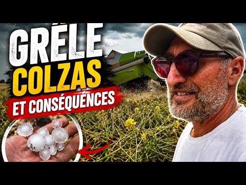 GRÊLE , COLZAS ET CONSÉQUENCES