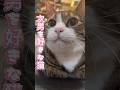 次男を好きな猫。球太の自慢のひげ袋をどうぞ #cat #tiktok #イカ耳 #保護猫 #家族 #猫 #猫のいる暮らし #癖強い #球太 #恋人 #ひげ袋