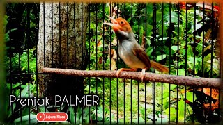 Prenjak PALMER Gacor Mempesona Untuk Pikat Dan Masteran