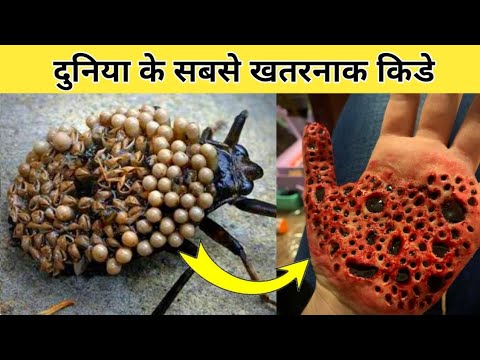 दुनिया के सबसे खतरनाक किडे मकौडे | most dangerous insects in the world | deadlist creature