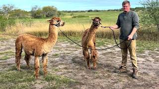 Alpaca Adventures by Gulf Breeze Alpaca Ranch & Lodging 238 views 5 months ago 2 minutes