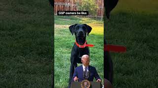 Gsp/lab mix: the sweetest psycho #memecut #gsp #lab #germanshorthairedpointer