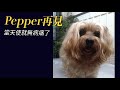 Pepper再見，當天使就無病無痛了！