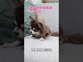 養狗家庭的打掃救星！LG A9K MAXMOP3 一機七吸頭全實測｜220W 強吸力 × 乾吸濕拖