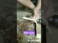 cara bikin pipa roko dari kayu laban