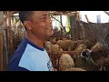 Update Pedagang Domba Jual beli  Kambing  Pak Slamet Widodo #domba #dombalokal #funny #pedagangdomba