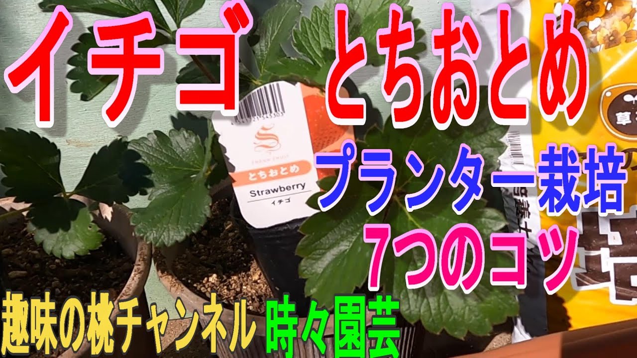 Strawberry Tochiotome] 7 Tips for Growing in a Planter 22/11/29