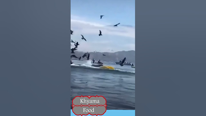 Incroyable mais vrai  Une baleine avale un homme et son kayak  حوت أزرق يلتقم  رجل