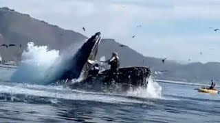 Incroyable mais vrai 
Une baleine avale un homme et son kayak  حوت أزرق يلتقم  رجل