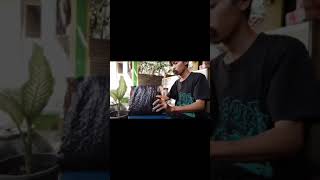 Vcd Wali Band Kirim Ke Kedawung Cirebon