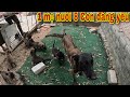 Tốp 10 Những Chú Chó Nguy Hiểm Thông Minh Bậc Nhất Thế Giới, the 10 Most Dangerous Dogs in the World