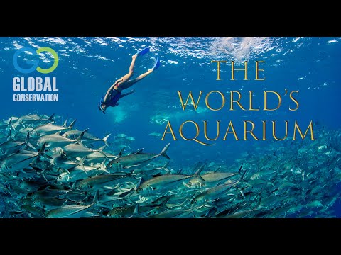 Cabo Pulmo National Park - The World&rsquo;s Aquarium