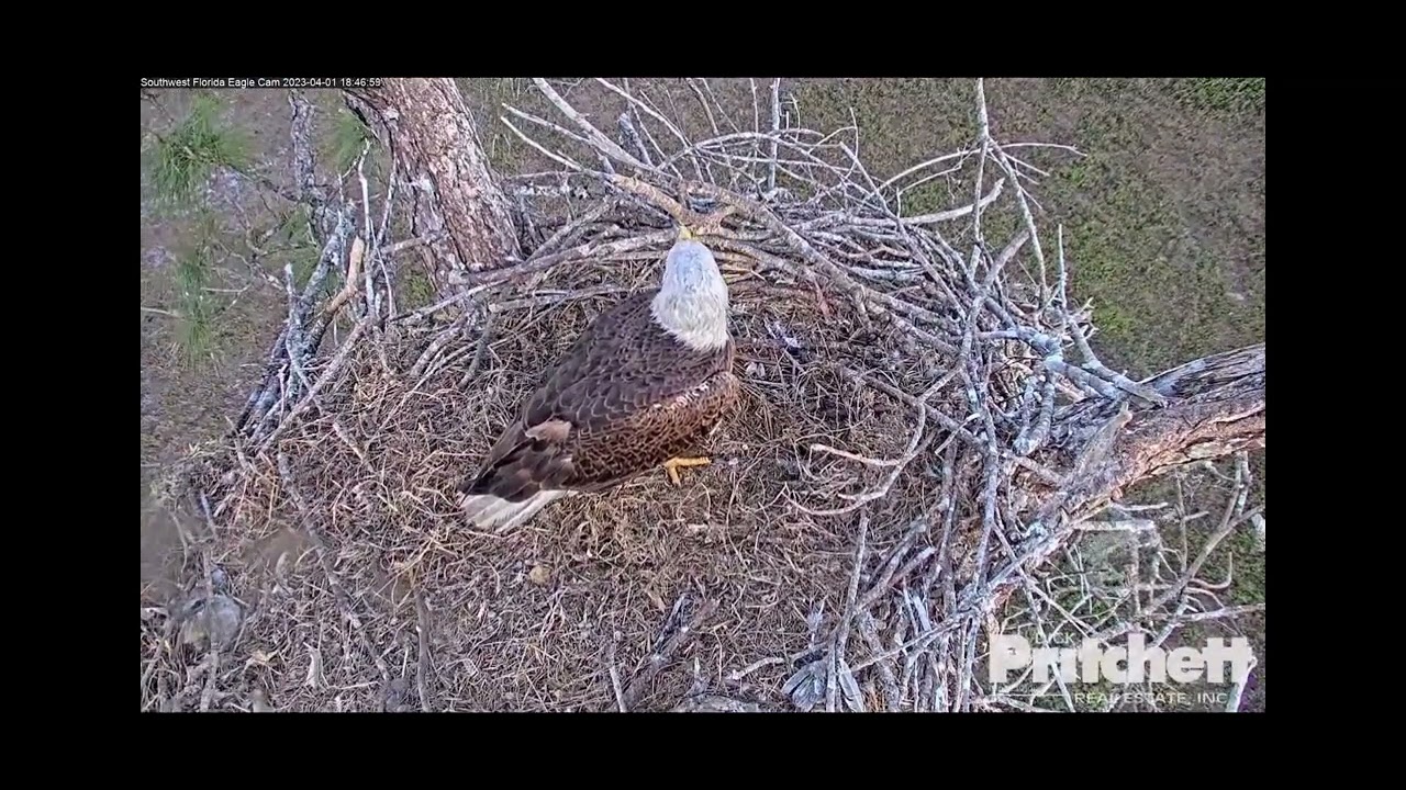 part14  2023年4月1日シングルファザーM15の1日【SWFL Eagles】シングルファザー女難の日々 〜Southwest Florida Eagle Cam 鷲〜