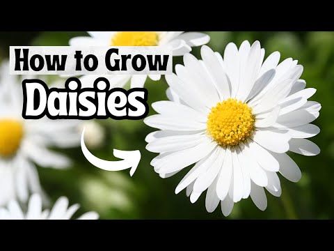 How To Grow Daisy Flowers From Seed 