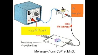 تجربة هجرة الشوارد  (الجزء 1) 4 متوسط  