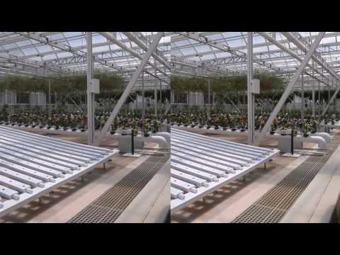 Stereoscopic 3D Cross