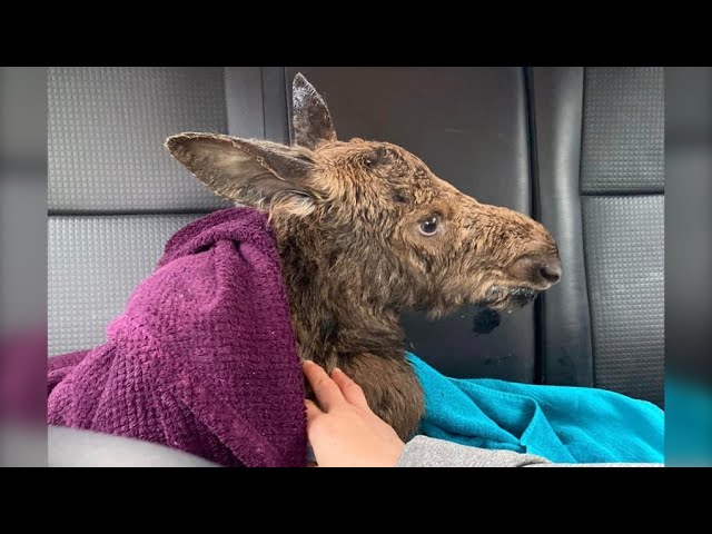 Badly injured baby moose rescued after mother hit by truck in northern Ontario