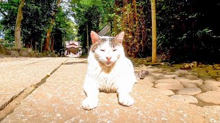 神社の猫ちゃん参道の警備交代の時間です
