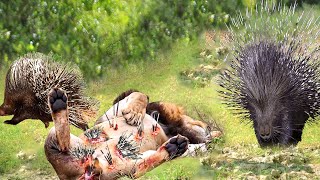 How Potent Is The Venom Of Porcupine Quills? Lions Are At Risk When Trying To Attack Porcupines