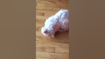 Eating catnip garden 🪴