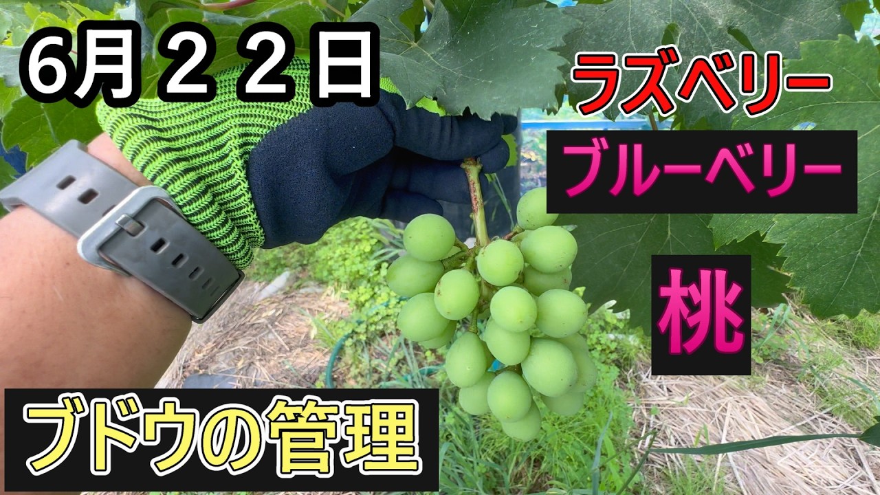 桃農家、葡萄農家 Grape Cultivation & Other Fruit Trees! Natural Farming Too (*'ω