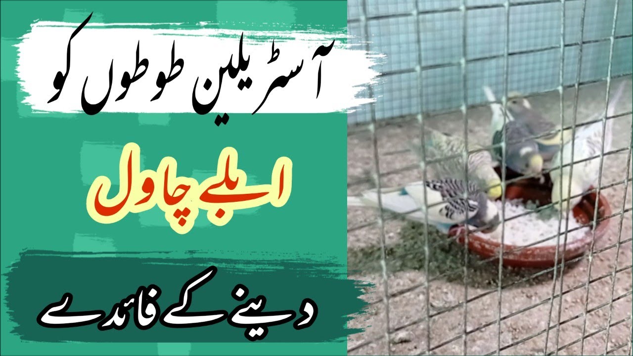 Benefits Of Boiled Rice For Budgies In Urdu Budgies Ko Boil rice