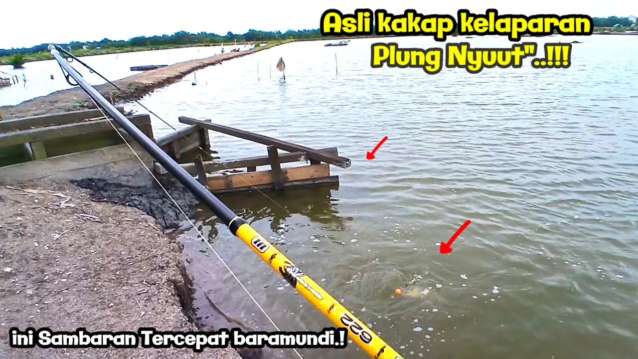 SAMBARAN TERCEPAT.!! MANCING KAKAP PUTIH DEPAN PINTU TAMBAK.