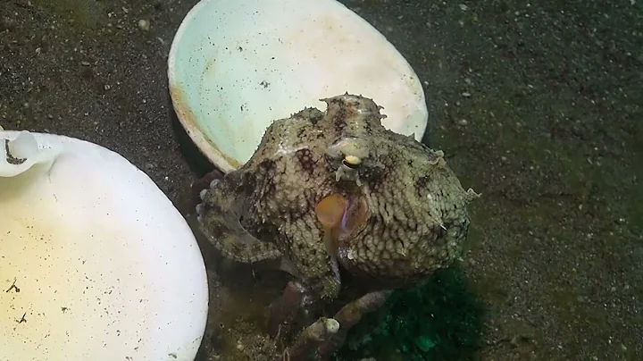 Coconut Octopus finding a new home