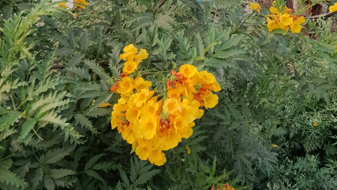 🌺🌺good morning 🌅 sabhi ko😆