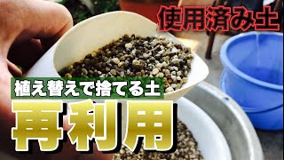 【盆栽】春は多肉植物の植え替えシーズン 「捨てる土をまた使えるか」