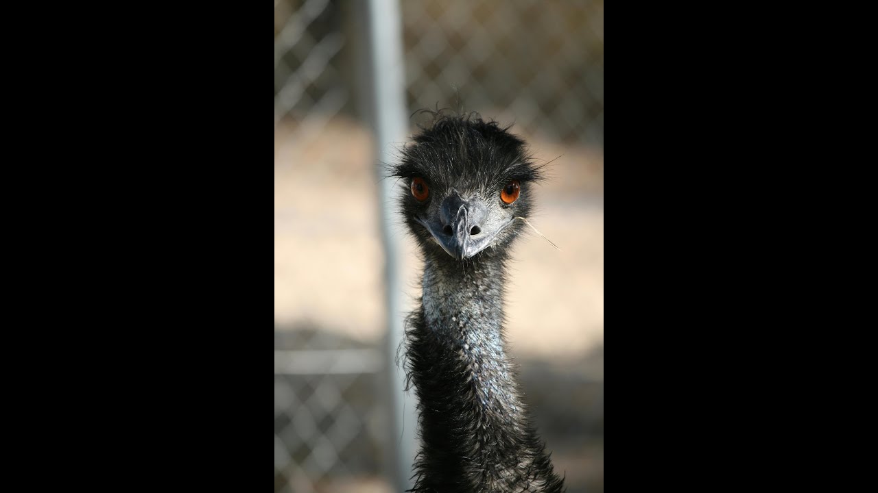 The Great Emu War 