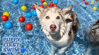 HUSKY PUPPIES FIRST TIME SWIMMING!.