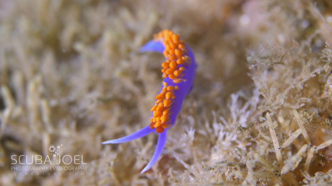 Nudibranch, Spanish Shawl- Flabellinopsis iodinea
